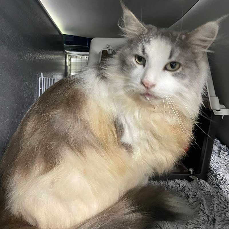 Pet travel: A closer look at fluffy Truls