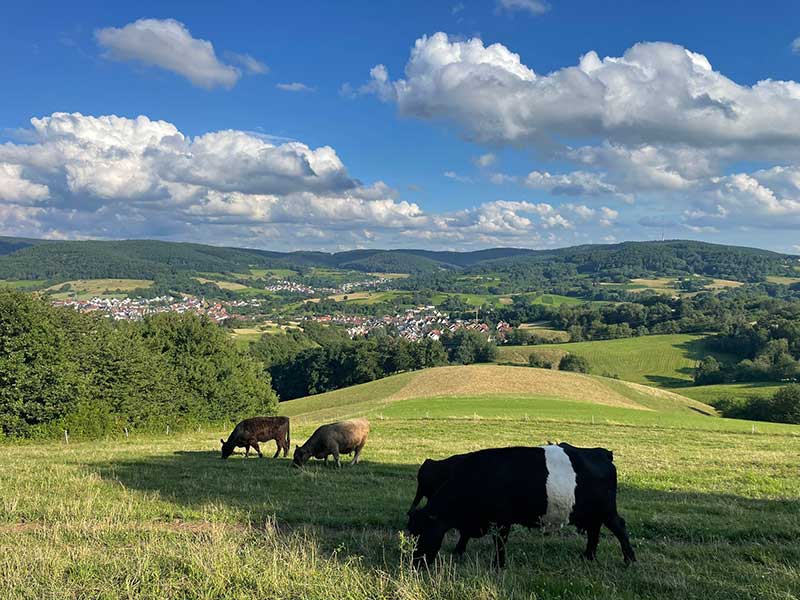 Contented cows