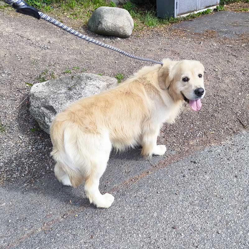 Very well behaved on his walks