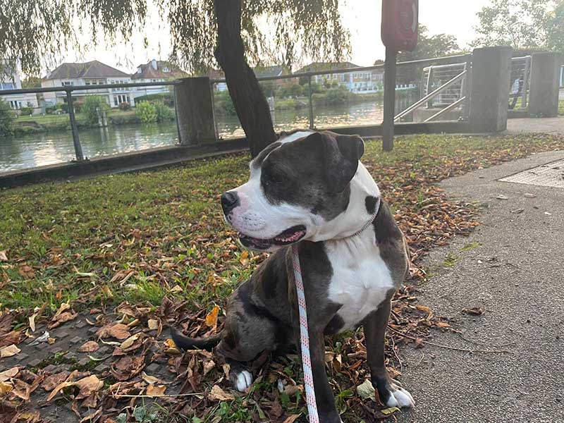 Nala's fine profile