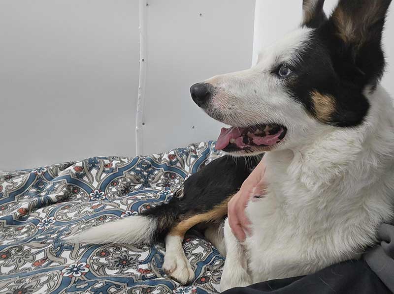 Special care at Heathrow airport: Thomas gets a reassuring hug from an AAC staff member