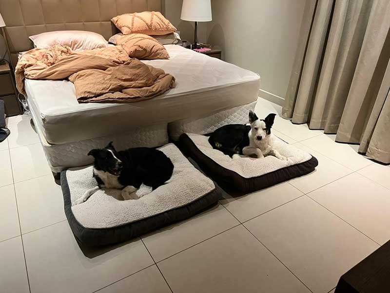 Special care at Heathrow airport: The boys all settled in for the night at their new home in Riyadh…