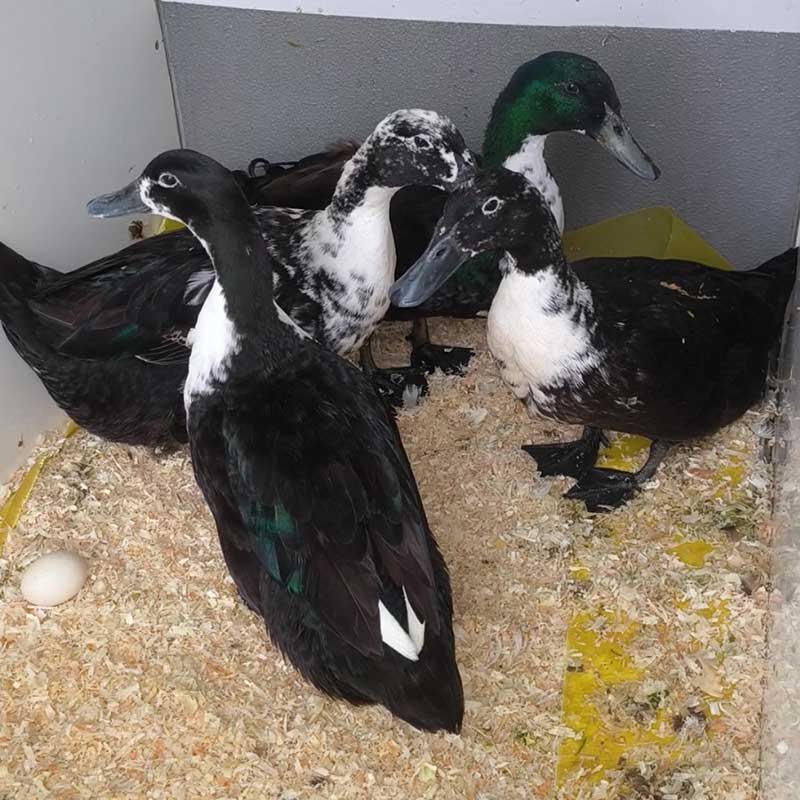 Geese and ducks: There were seven delightful Shetland ducks…