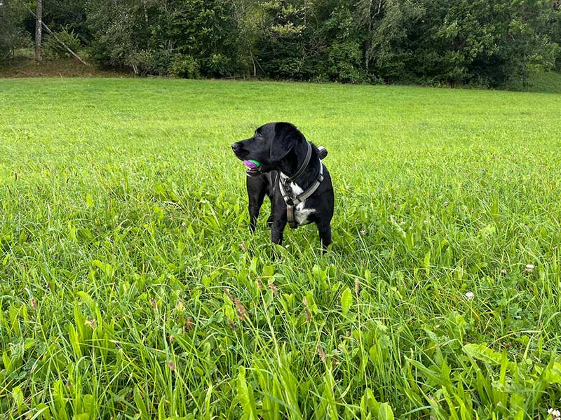 Alma ready to play the lush green garden of her new home in Germany