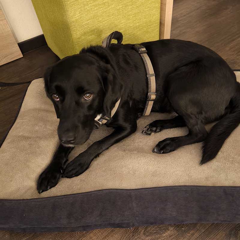 Lovely Alma, a Labrador/Springer cross, was beautifully behaved in our hotel room