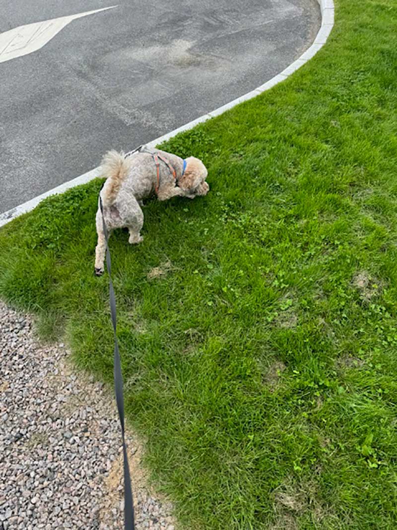 Walking with Rory