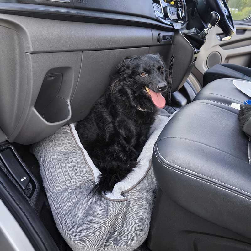 When we handed Shade over to her owners for the final leg of the journey, she made it clear how she wanted to travel!