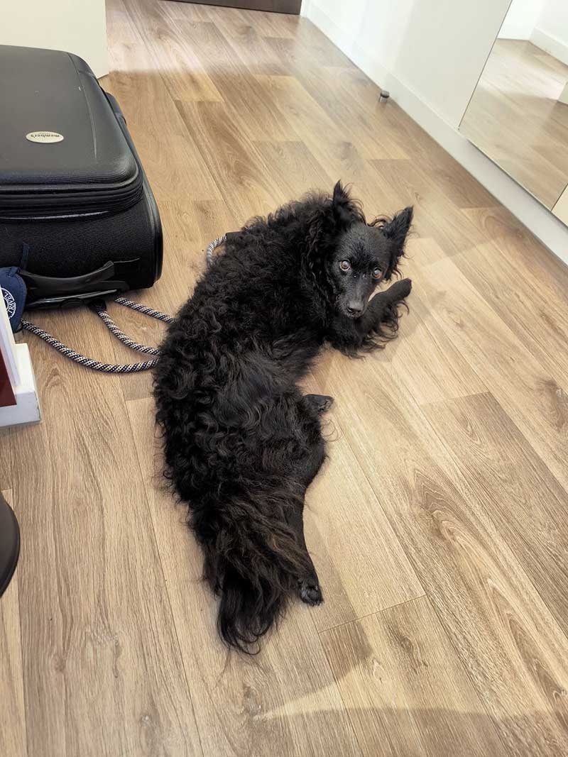 Shade's fabulous furry coat