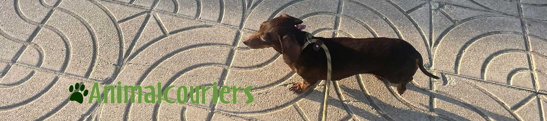 Ella the Dachshund