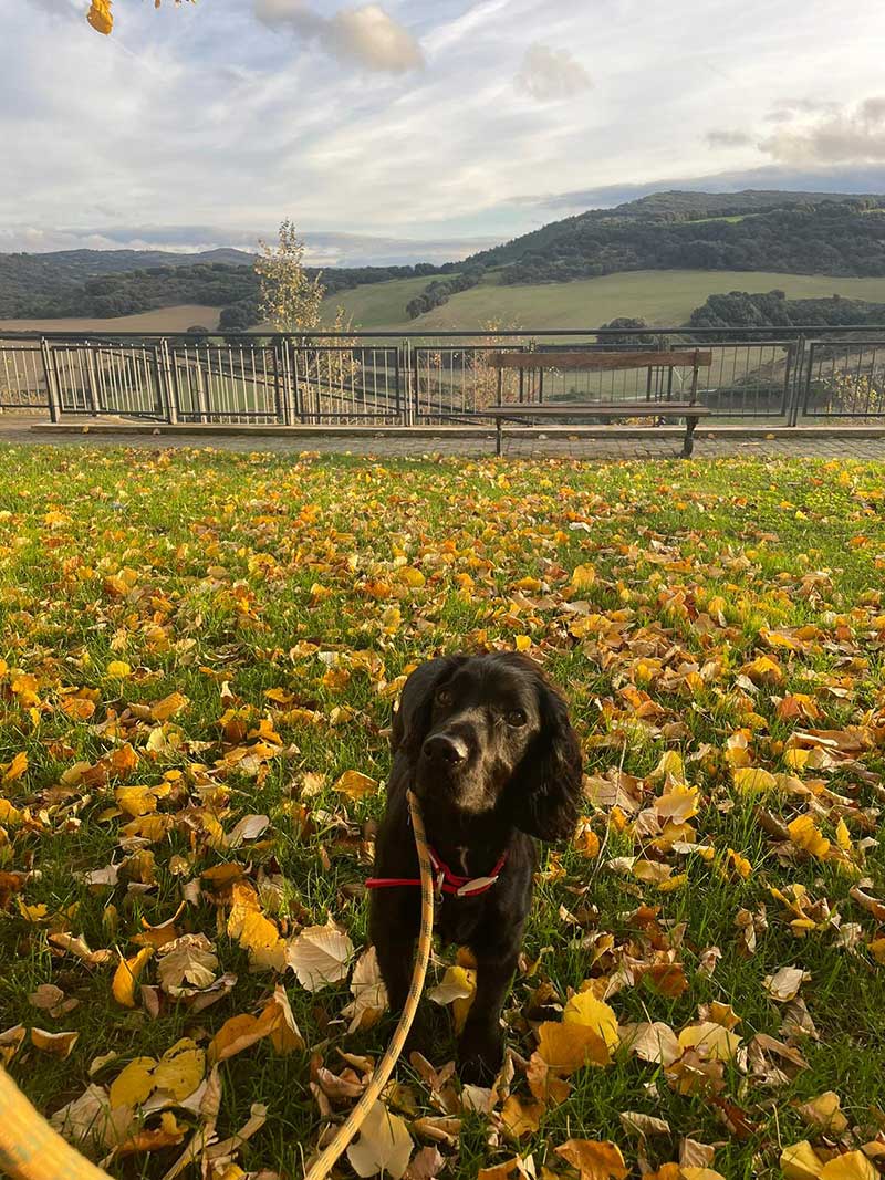 Billy enjoying a walk