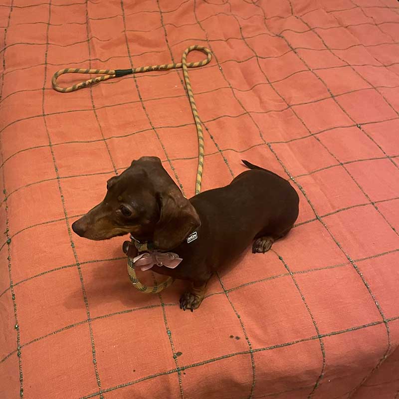 Elsa the Dachshund: Very well behaved in our bedroom