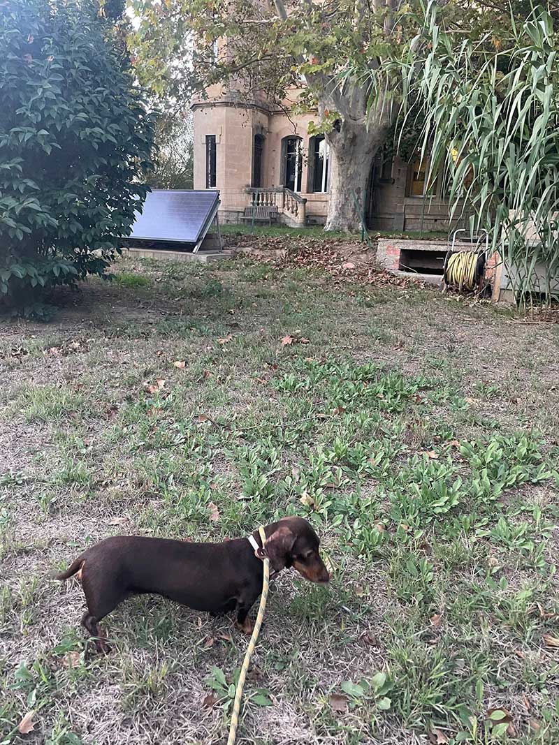Elsa the Dachshund: A rural morning walk with Elsa in Narbonne