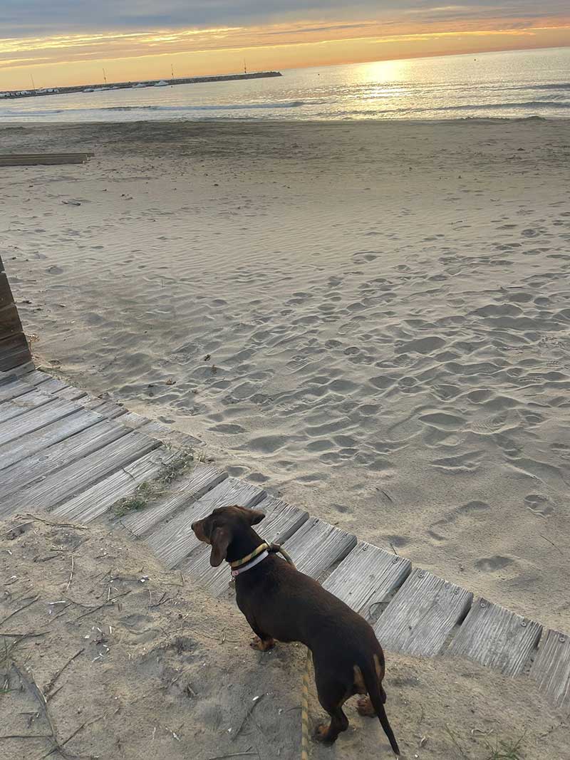 Elsa the Dachshund: Our little flat in Torrenostra was right by the beach, perfect for an evening walk with Elsa