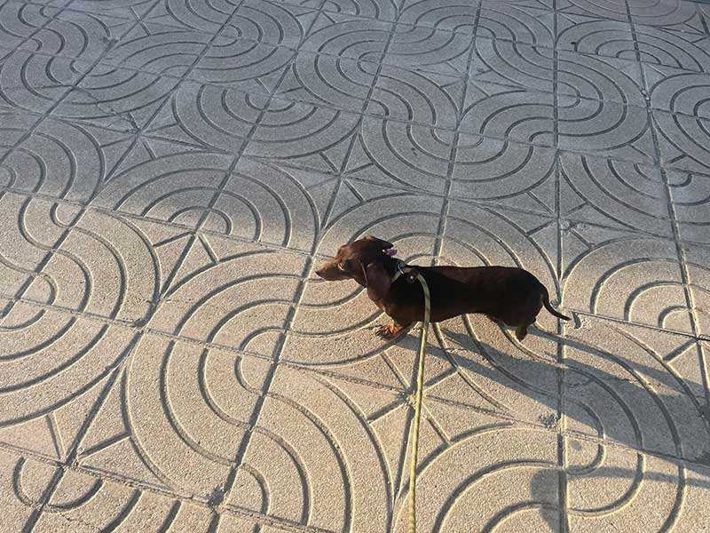 Elsa the Dachshund: Elsa standing out against the pavement in Valencia