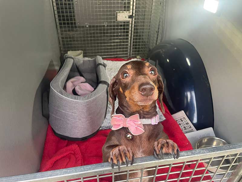 Elsa the Dachshund: Irresistible Elsa