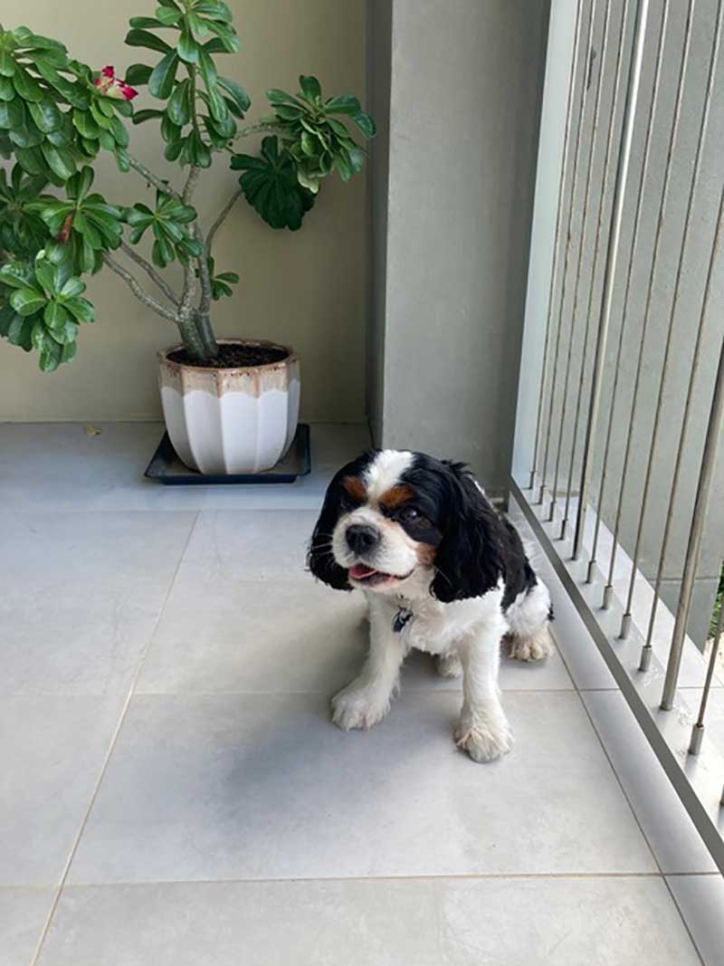 Frequent flyers: Handsome Harvey
