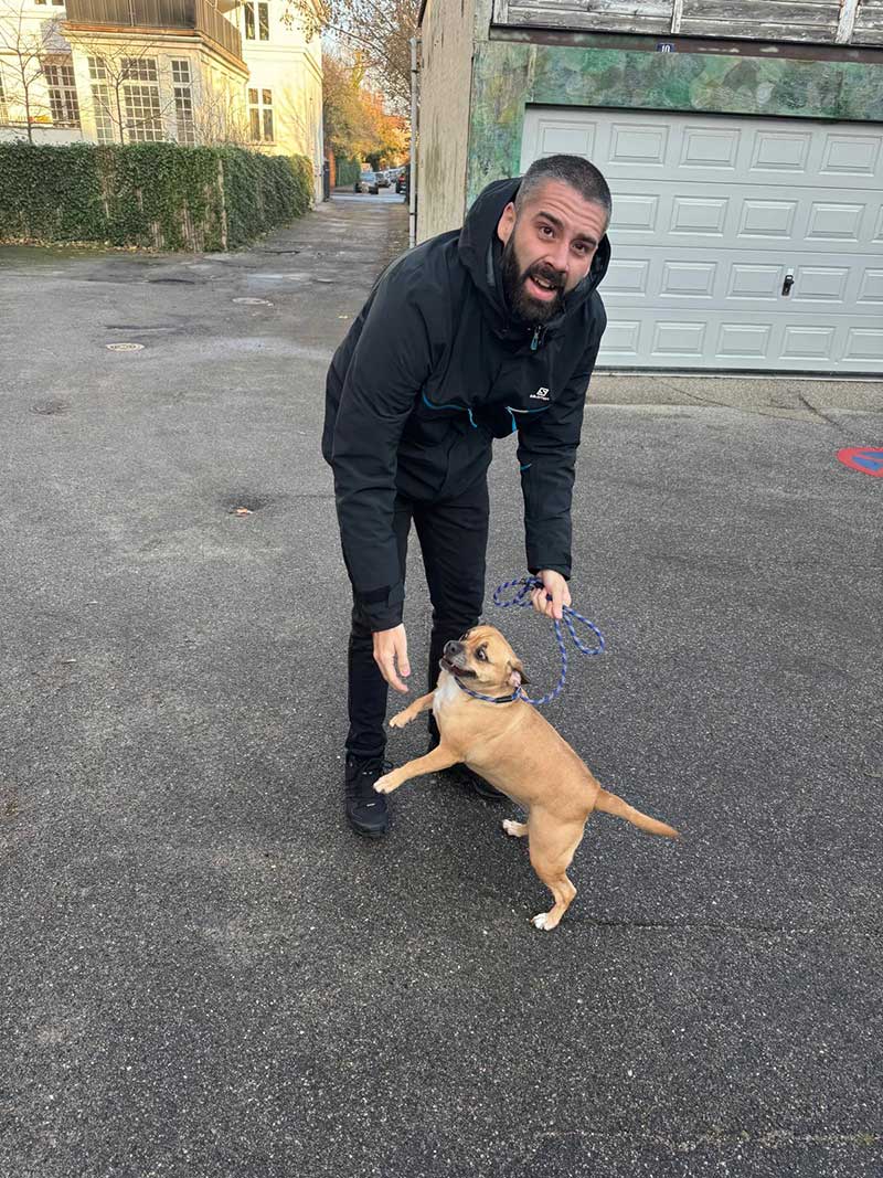 Happy Christmas reunions: Cheeky Puggle Lulu made the journey from Essex to Copenhagen in Denmark, where she received a very warm welcome