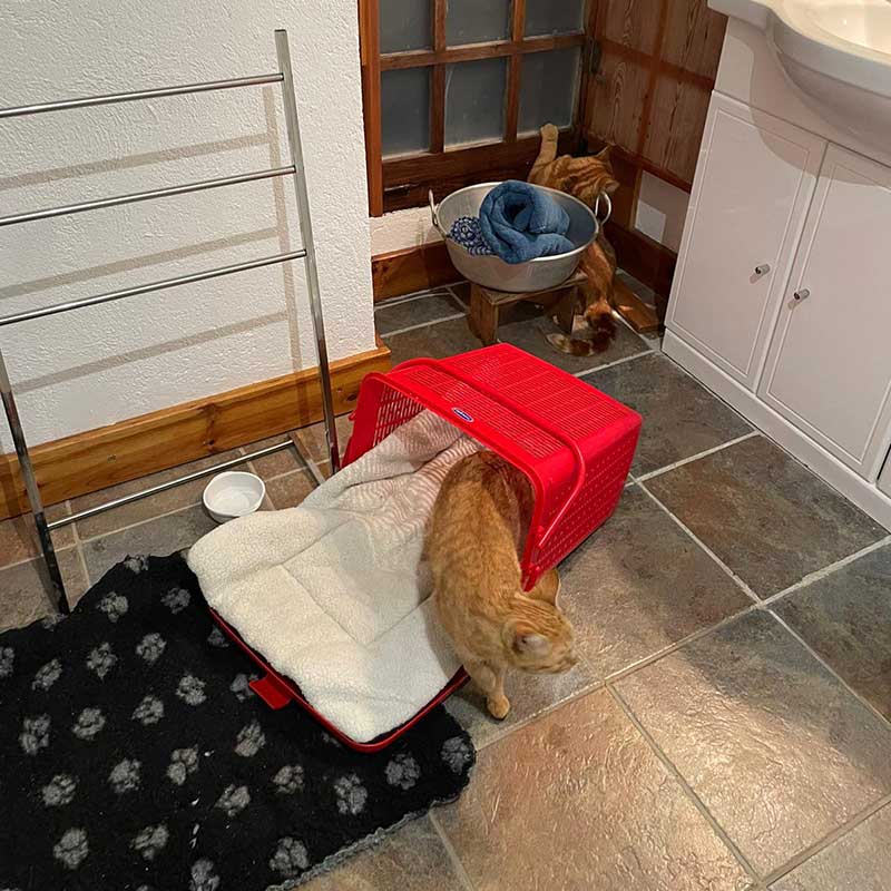 It was chilly on the way north through France, so we brought the cats into our hotel room