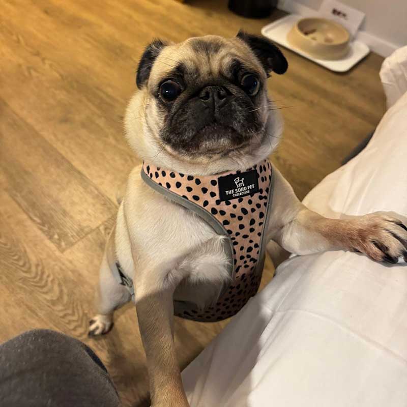 Near the Swedish city of Gothenburg we collected delightful Pug Skye, seen here looking very winsome in our hotel room