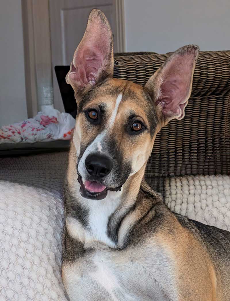 Frequent flyers: Toby's magnificent ears!