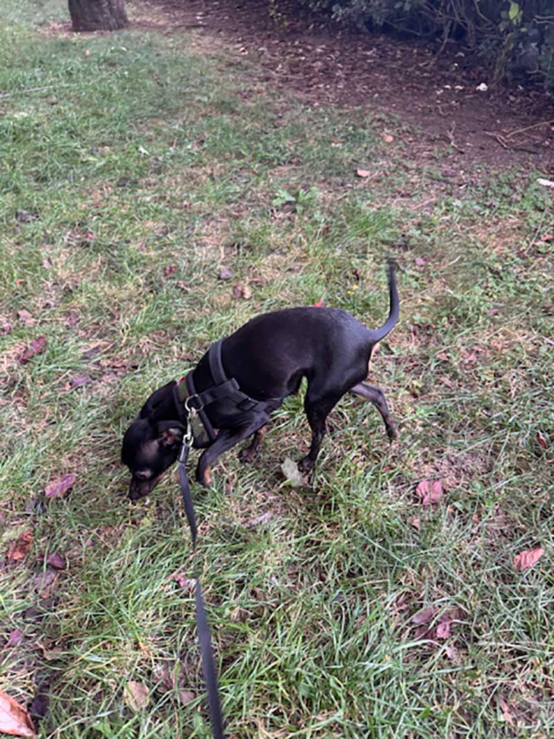 Pinscher Ziggy enjoying a leg stretch