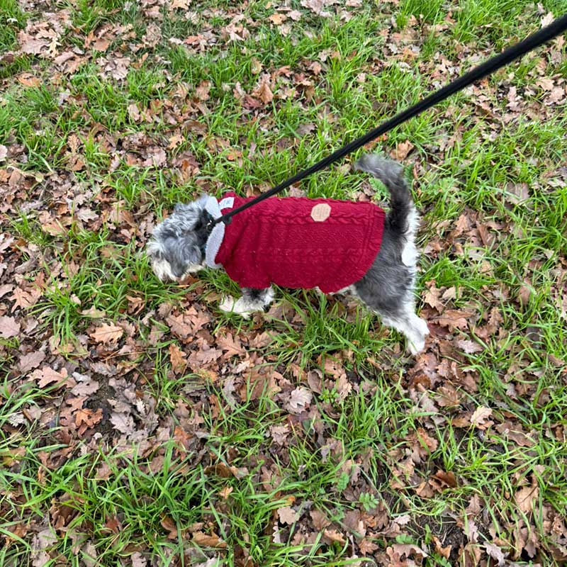 Balofo is a mini Schnauzer