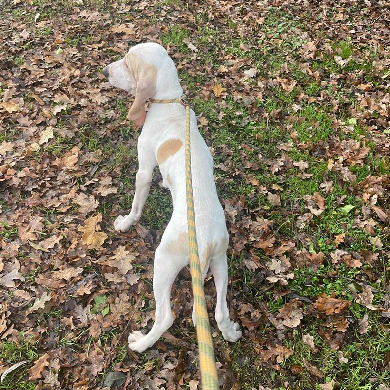 Porcelaine puppy: He enjoyed a good leg stretch each time we stopped
