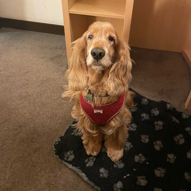 He really is a charming and well behaved fellow!Â
