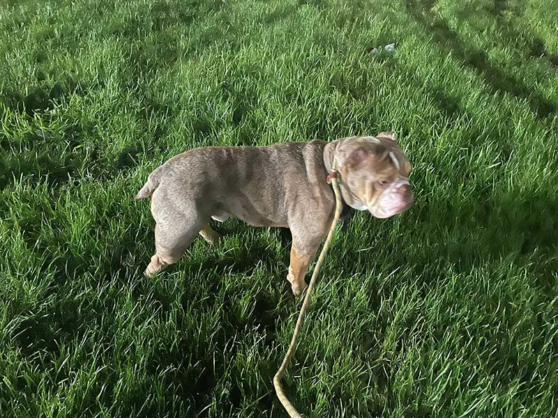 Reggie loving a walkÂ