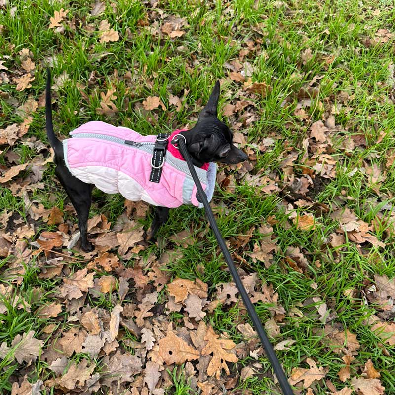 Ziggy is a mini Pinscher