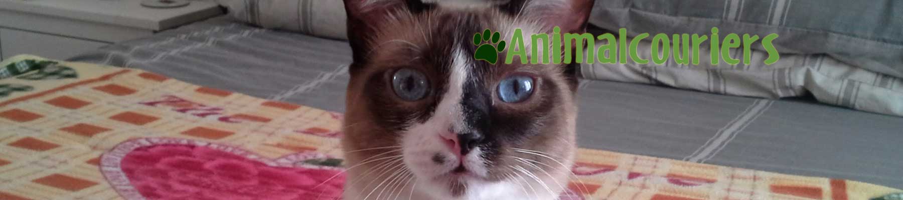 Pussy Cat face