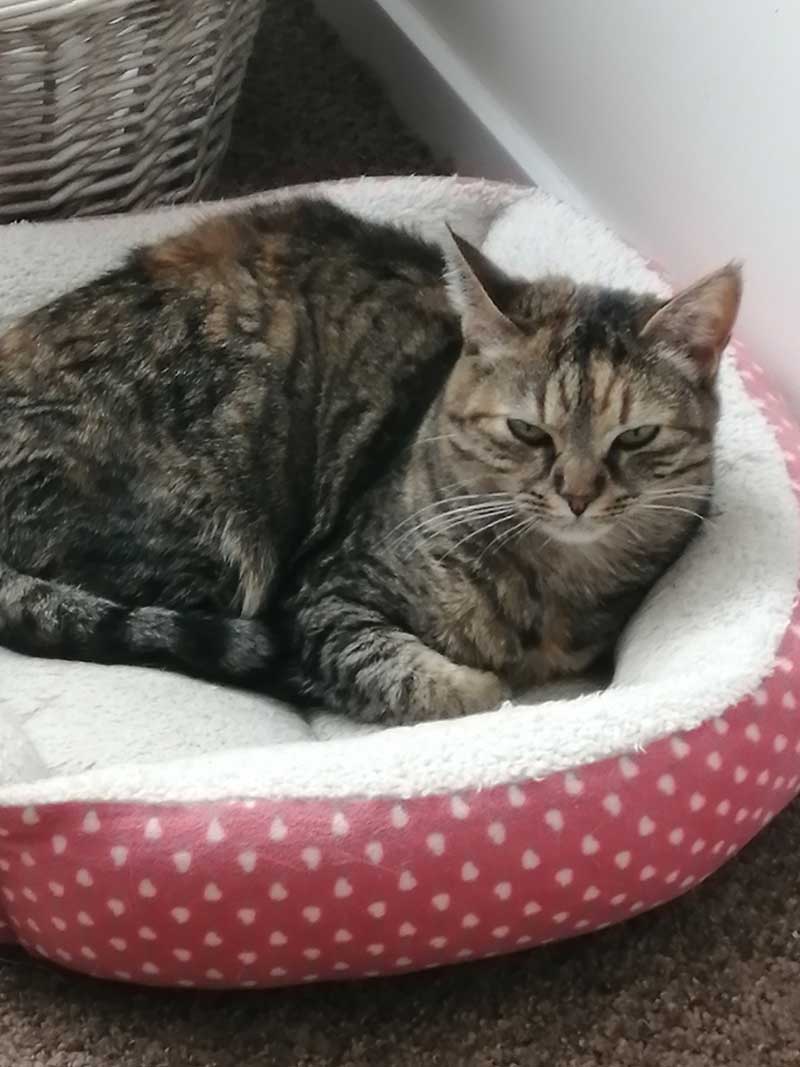 family of 8 pets: Angel