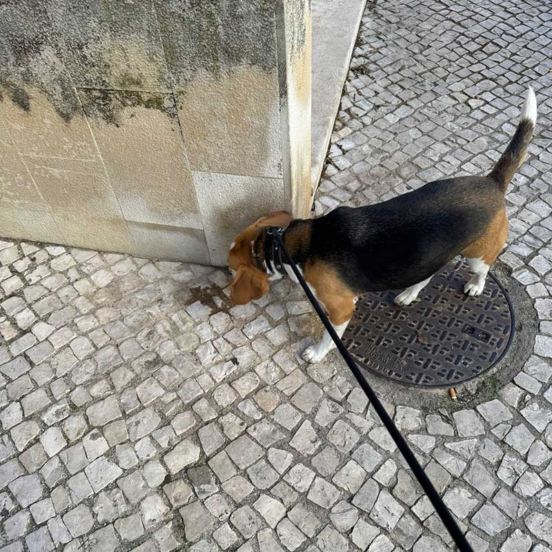 Nose to the ground, like all good Beagles!