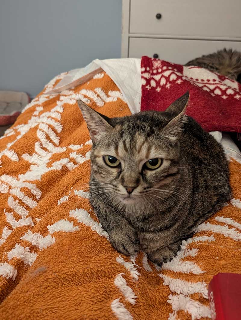 family of 8 pets: Bella