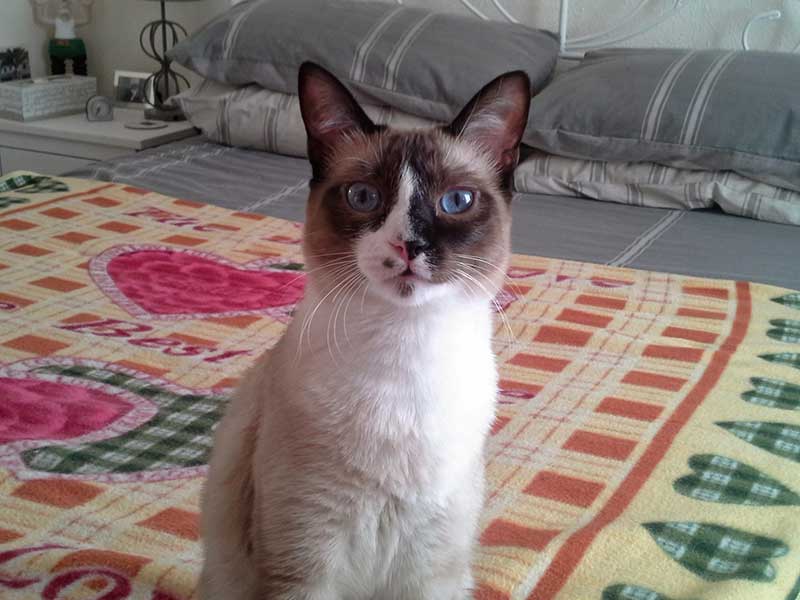 family of 8 pets: Blossom