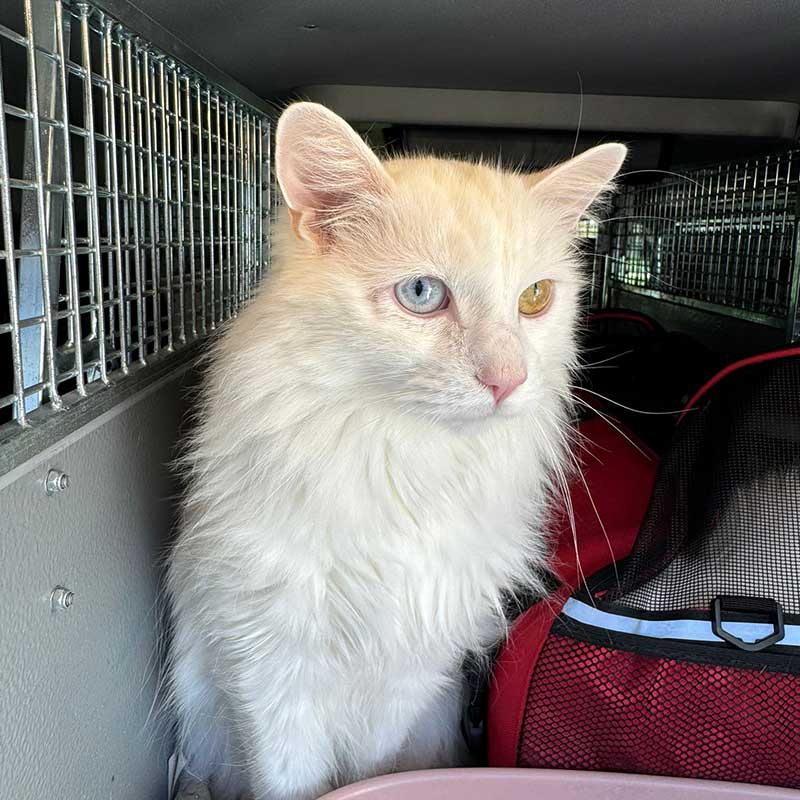 Charlie was keener than Jasper on posing for a photo — we love his amazing eyes