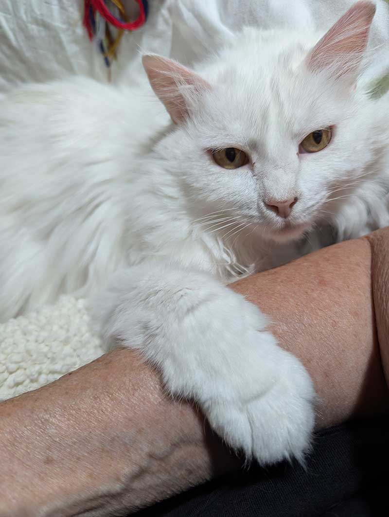 family of 8 pets: Daisy