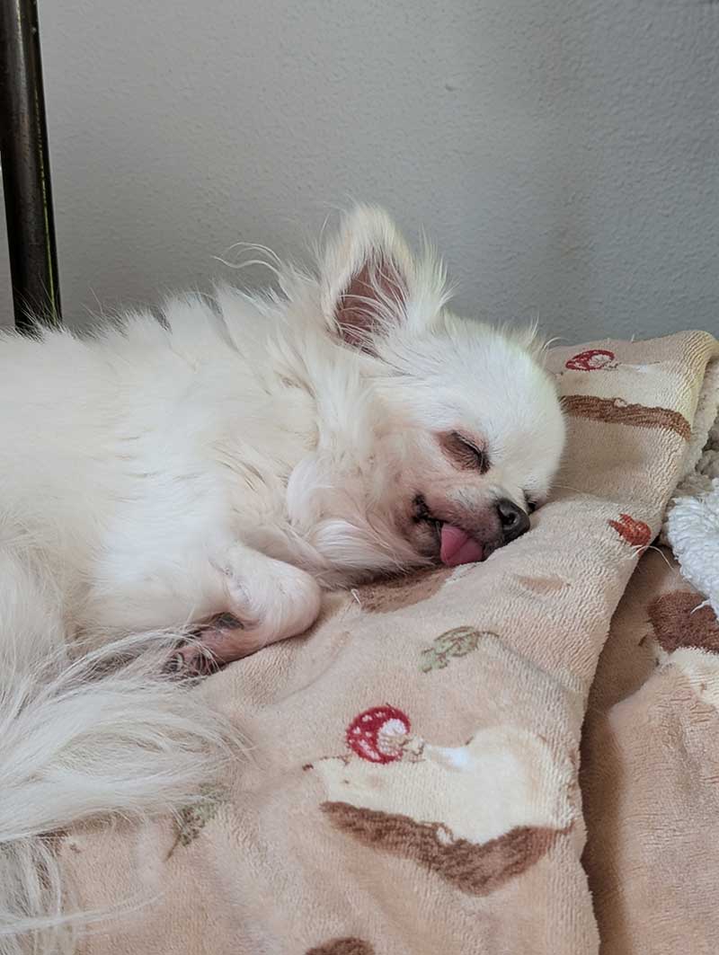 family of 8 pets: Lily's adorable blep!