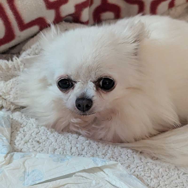 family of 8 pets: Chihuahua Lily