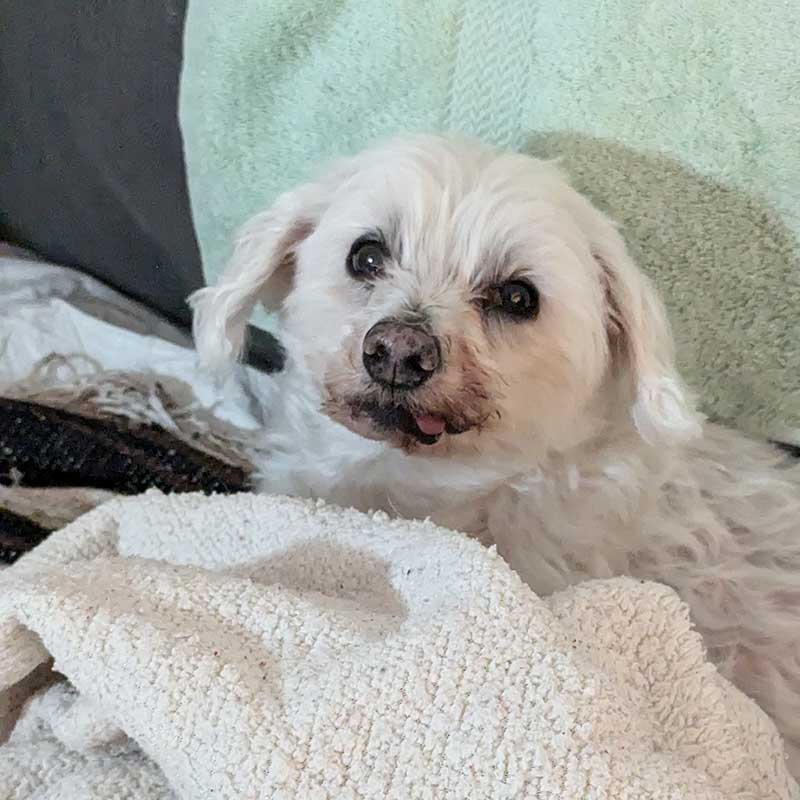 family of 8 pets: Bichon-Maltese cross Lucky