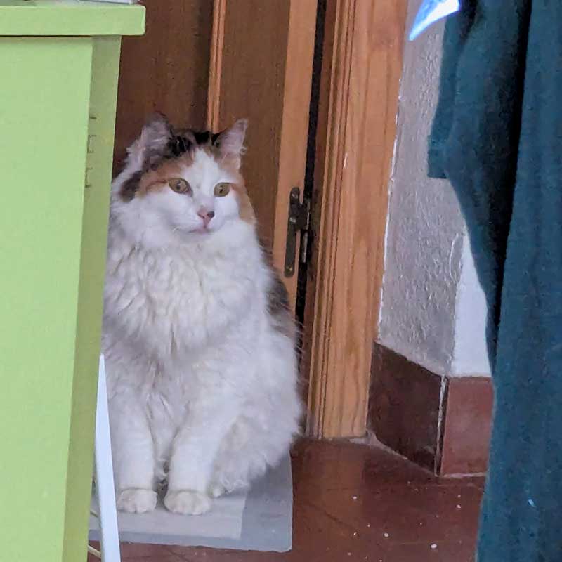 family of 8 pets: Rosie