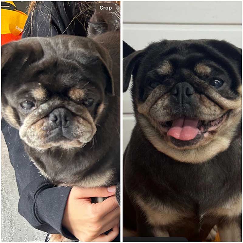 Genette also sent us this before and after photo on day of arrival to now. What a change!