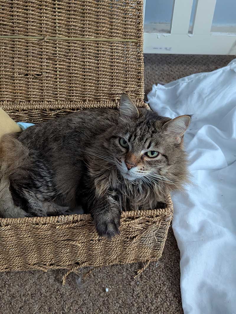 family of 8 pets: Tiffany