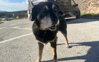 Bolo en route, enjoying a walk in Bulgaria