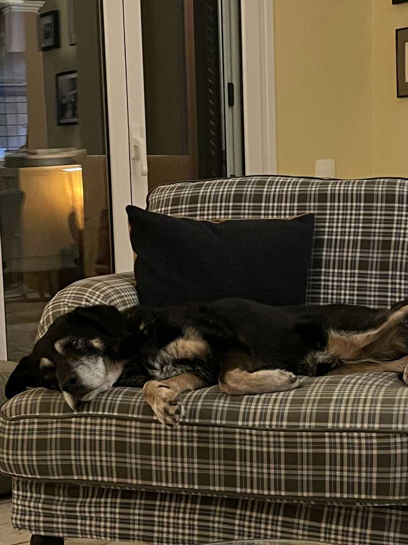 Bolo snoozing in Corfu