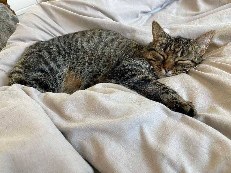 Adorable Gertie