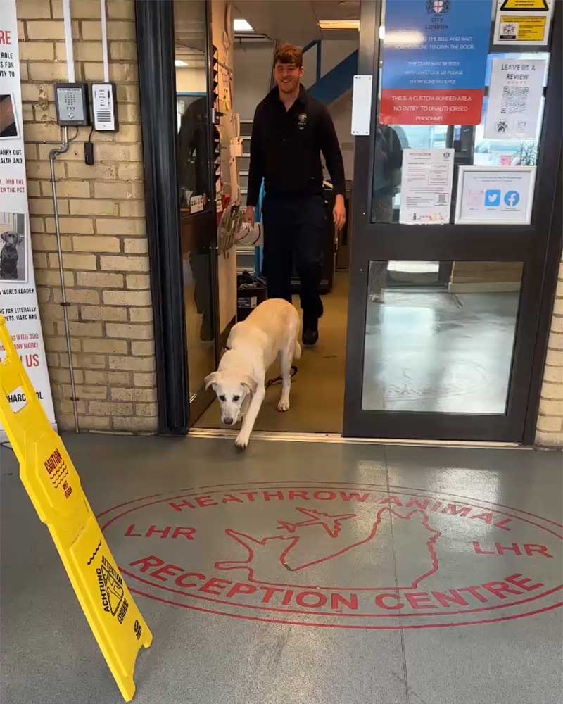 delayed flights: After a worrying wait, Kismet made it through for a rapturous reunion!