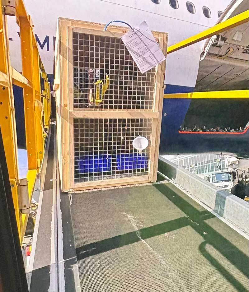 delayed flights: Owner Vanessa was on the same flight as Myla and was smart enough to request a reassuring photo of Myla being loaded back on the plane!