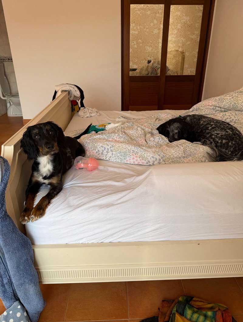 Bear and Loki soon made the bed their own