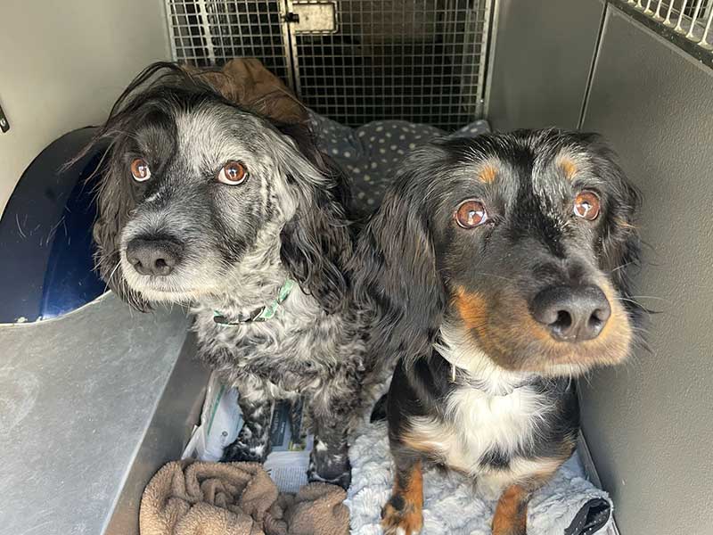 Gorgeous Bear and Loki